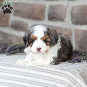 Riley, Cavapoo Puppy